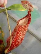 Nepenthes thorelii x rafflesiana 2